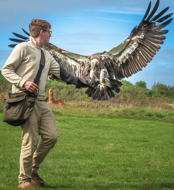 An African vulture displays its seven foot wingspan as it lands on a falconer's glove at the Hawk Conservancy near Andover