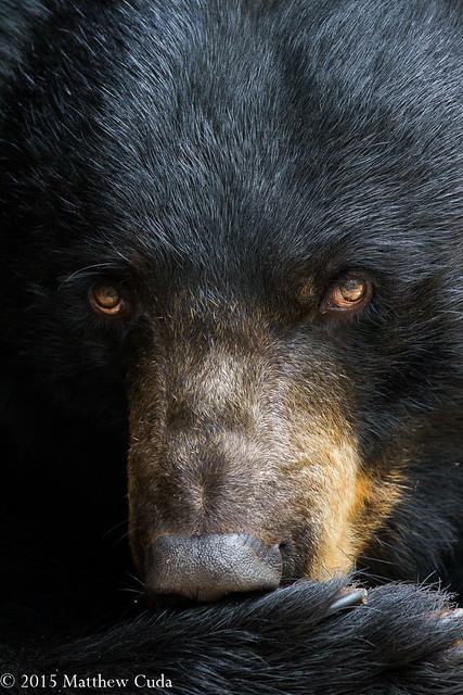 Portrait of a Black Bear