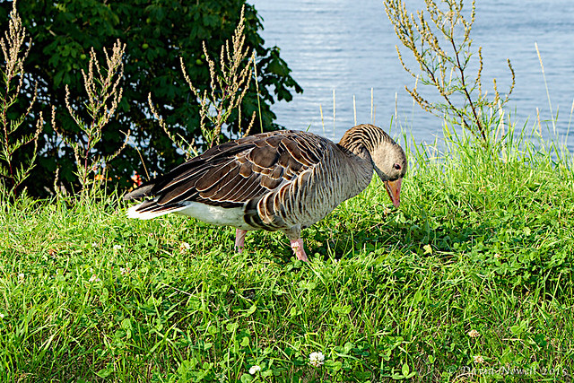 Greylag goose in Oslo, Norway. 21-08-2015.