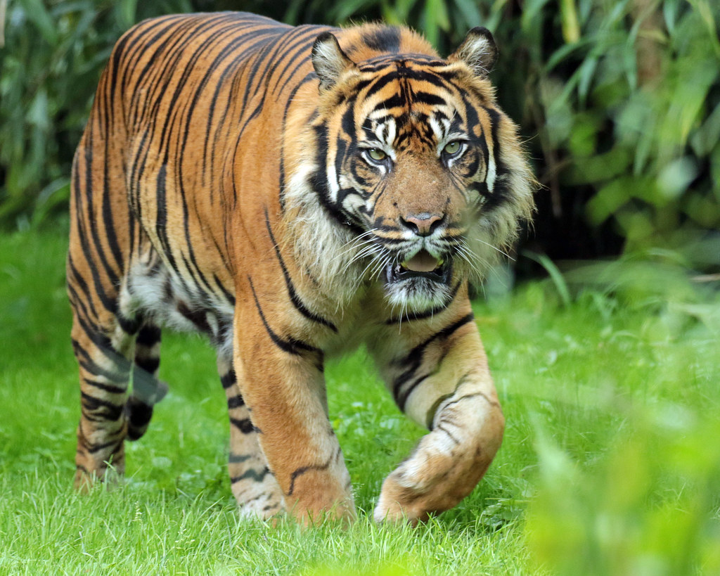 Sumatraanse tijger Beludru Krefeld (15 jaar) JN6A3873