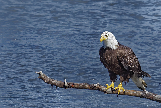Eagle fishing in Valdez Bay 25