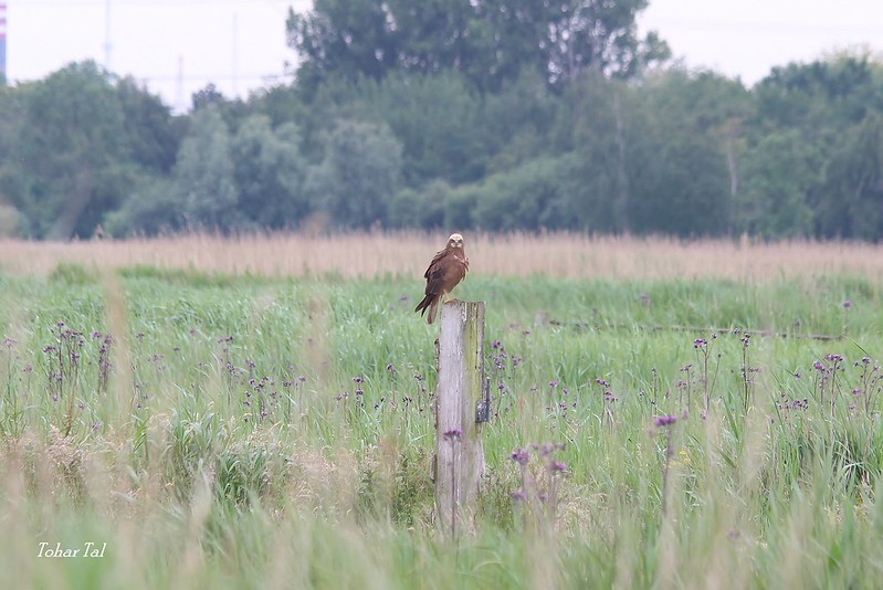 Bruine kiekendief
