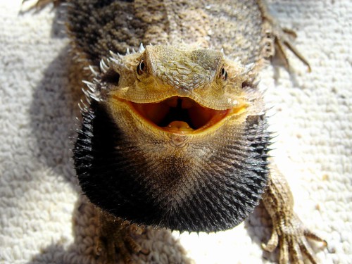 Pogona Bearded Dragon -  A genus of reptiles