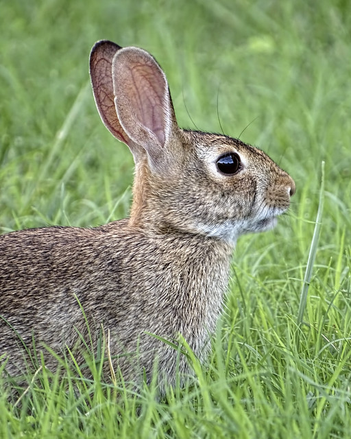 Young Black Tail Jackrabbit