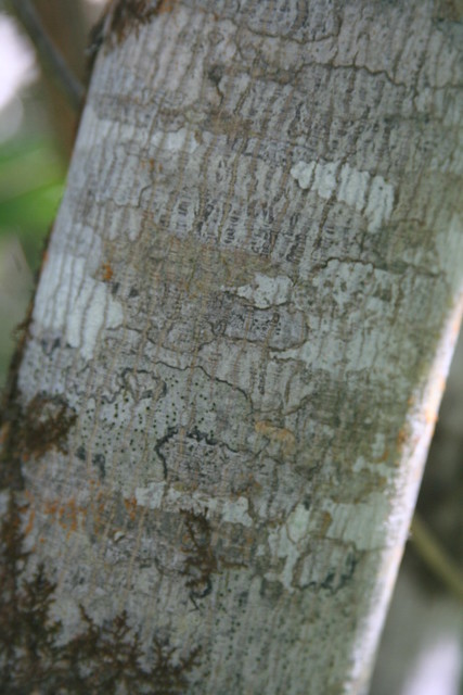 Cascara Buckthorn Bark