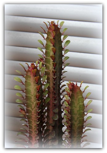 Euphorbia trigona forme rubra  22412814827_07b8a1665f