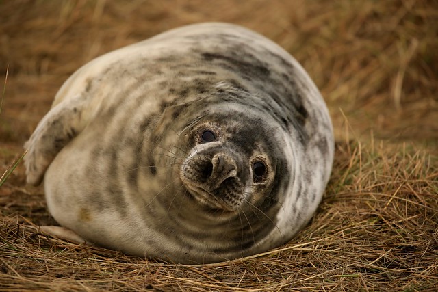 Rotund Weaned Grey Seal Pup Donna Nook Nature Reserve Lincolnshire England - EXPLORE