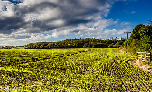 lightroomcc nikond7000 bgdl landscape afsnikkor18105mm13556g farmland countryside rural auchincruive ayrshire perspective weeklytheme flickrlounge