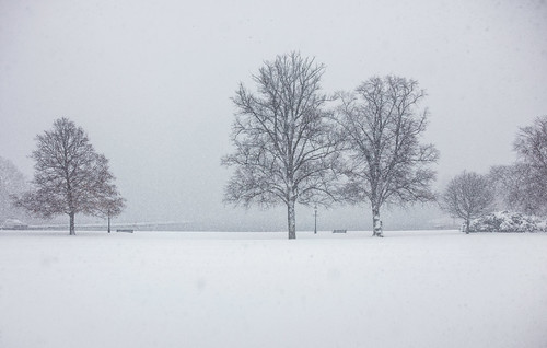 sverige landscape winter canonef35mmf14liiusm sweden outdoor snöstorm snö tree calm nopeople träd canoneos5dsr vinter stockholm monochrome blizzard djurgården snow stockholmslän se