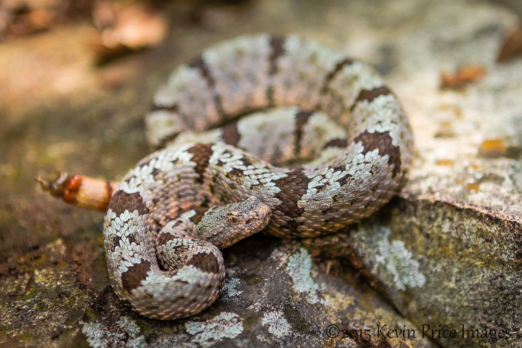 Banded Rock Rattlesnake (Crotalus lepidus klauberi) | Flickr