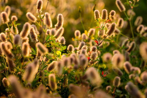 road flowers light summer canada color colour backlight golden evening weeds warm novascotia capebreton backlit roadside shoulder 2015 capebretonisland fujixe2