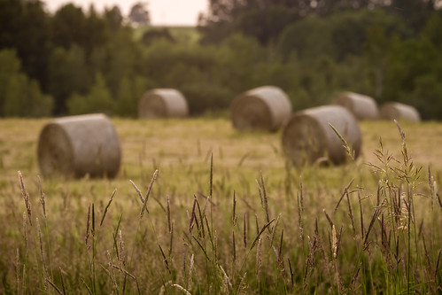 summer canada field evening novascotia dof depthoffield round hay bales 2015 portwilliams cans2s fujixe2