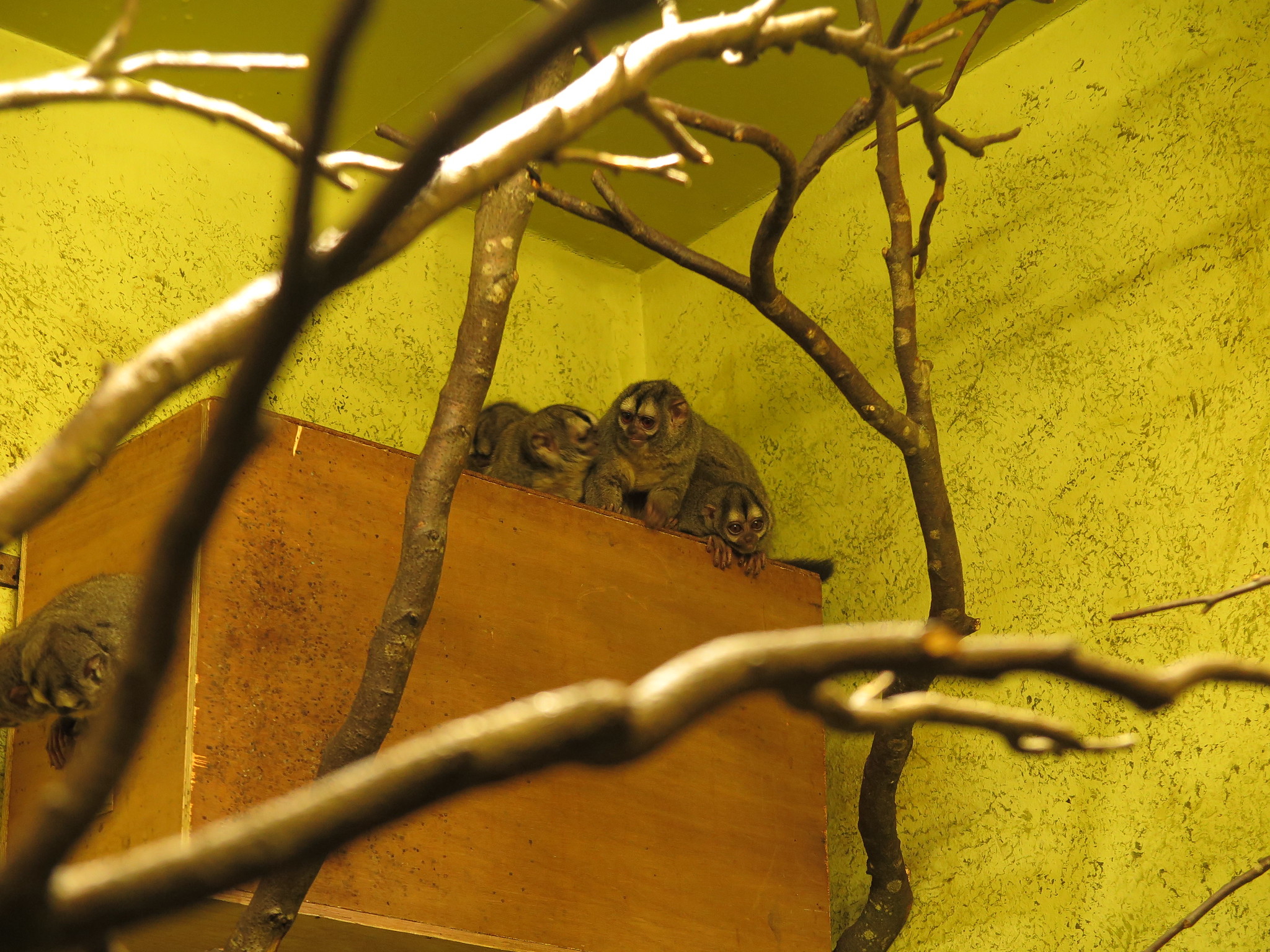 Zoo {Day 2} (Edinburgh)