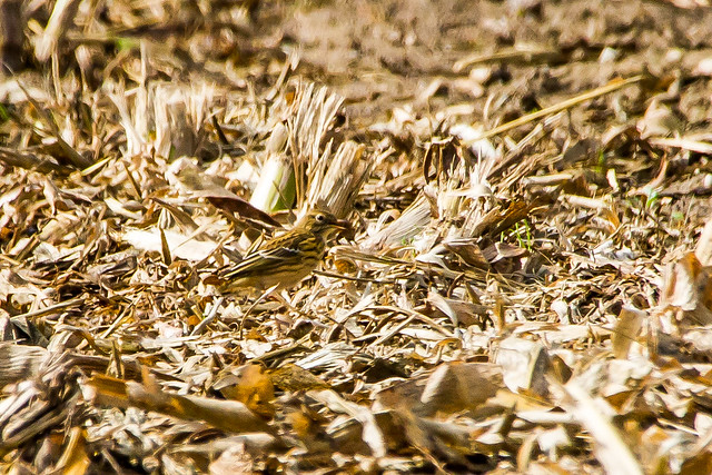 ? Meadow Pipit (Anthus pratensis)