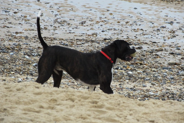 A Boxer on the beach