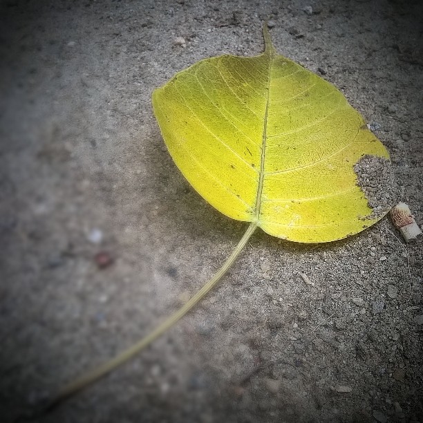 Ripe Pupil Leaf 🍁  #jaikris75 #mobilemacro #leaf #seasons #nature #Tamilnadu #Coimbatore #India #macro #colours #adoramapix