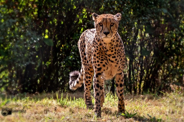 A cheetah enjoys the autumn sun