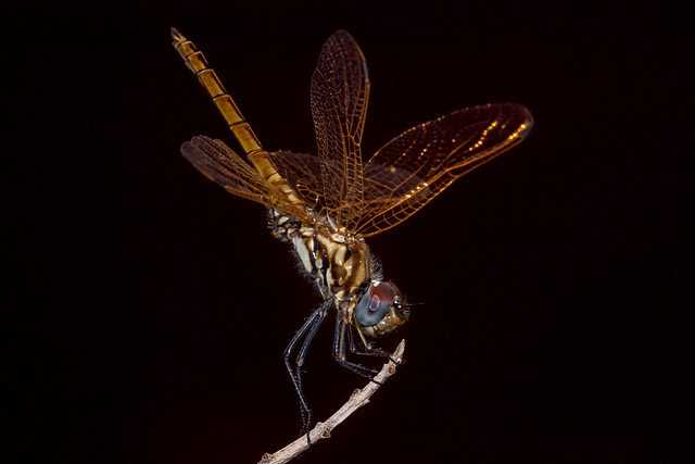 Dragonfly (Violet Dropwing Trithemis annulata)