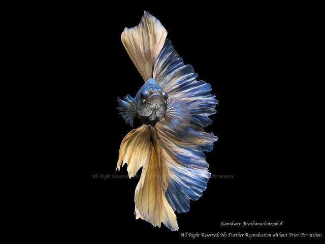 Blue and Yellow Crown Tail Betta Fish, or Siamese Fighting Fish swimming or Flying on Isolated Black Background.