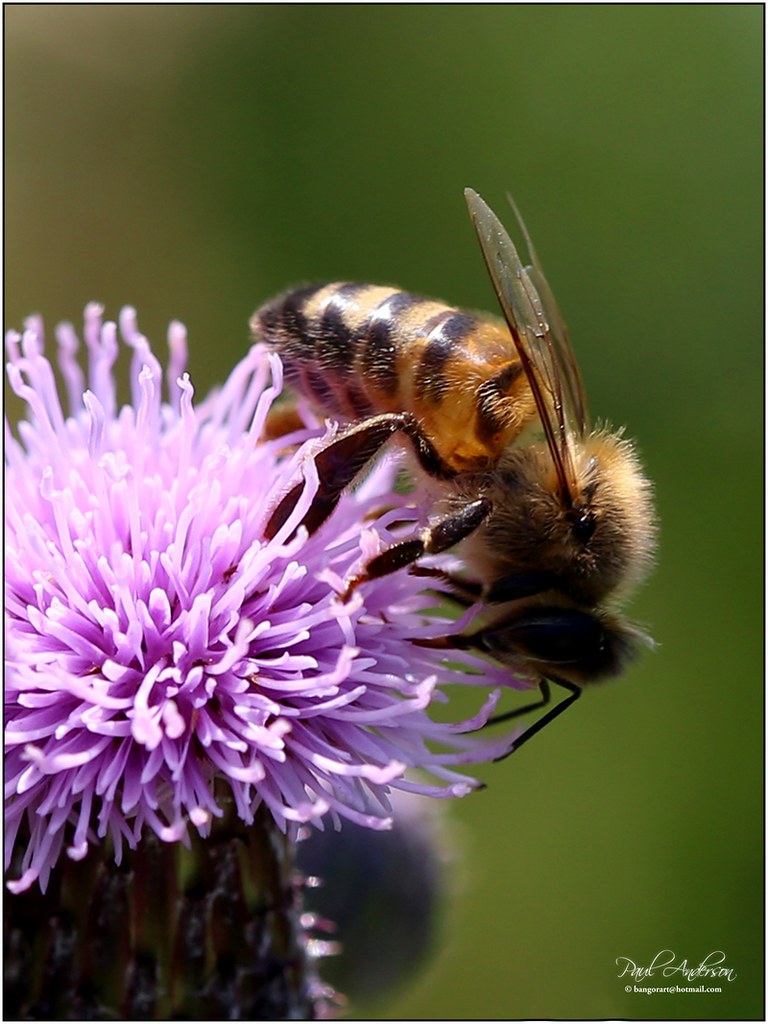 Honey Bee, Walled Garden, Bangor, Northern Ireland