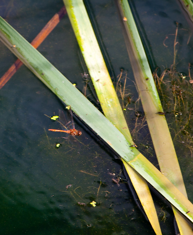 Common darter landing on floating bullrush