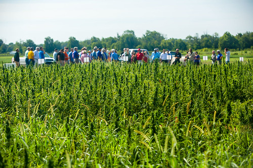 150813acp363mb036.jpg by ukagriculture, Over 200 people attended the first UK Industrial Hemp Field Day at Spindletop Research Farm.events r