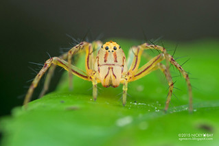 Lynx spider (Hamataliwa sp.) - DSC_1680