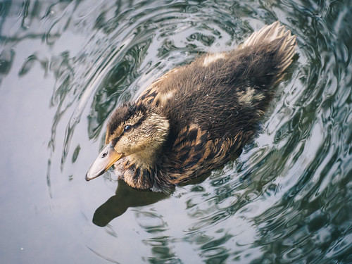 They learn fast | by BluesyWaters
