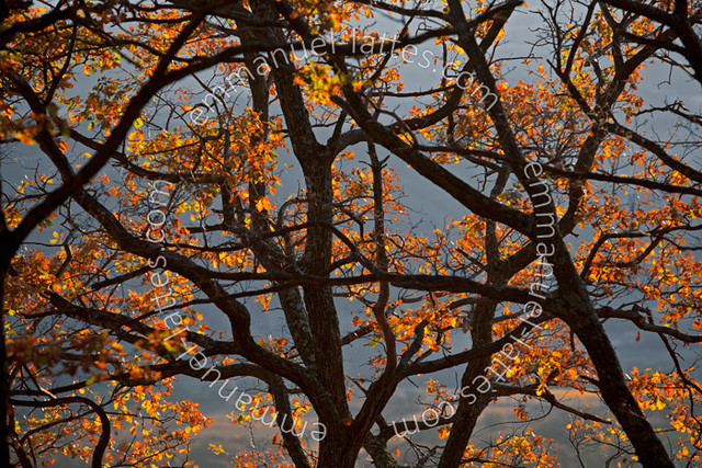 Chêne pédonculé (Quercus robur) en automne.