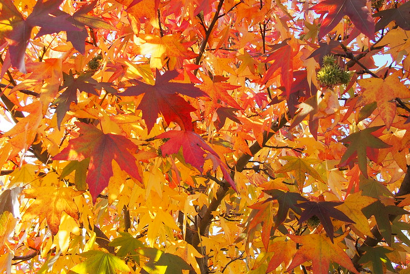 Autumnal shades