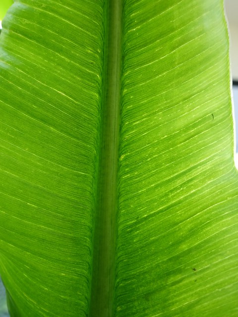 Banana bunchy top: Leaf symptoms