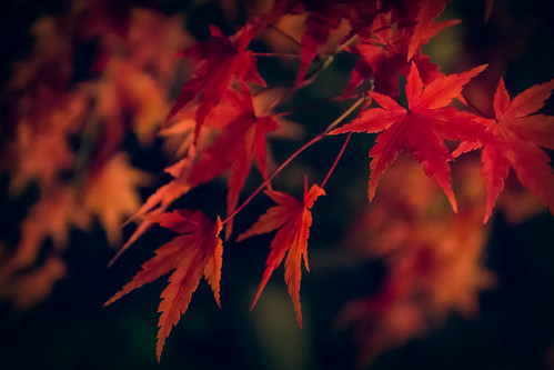 Maple | by Nagigita