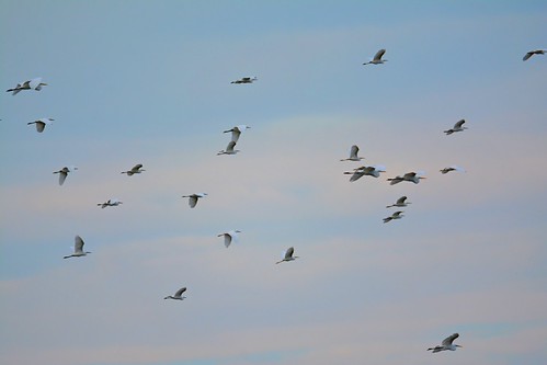 Egrets getting ready for migraion | by Steve Liffmann