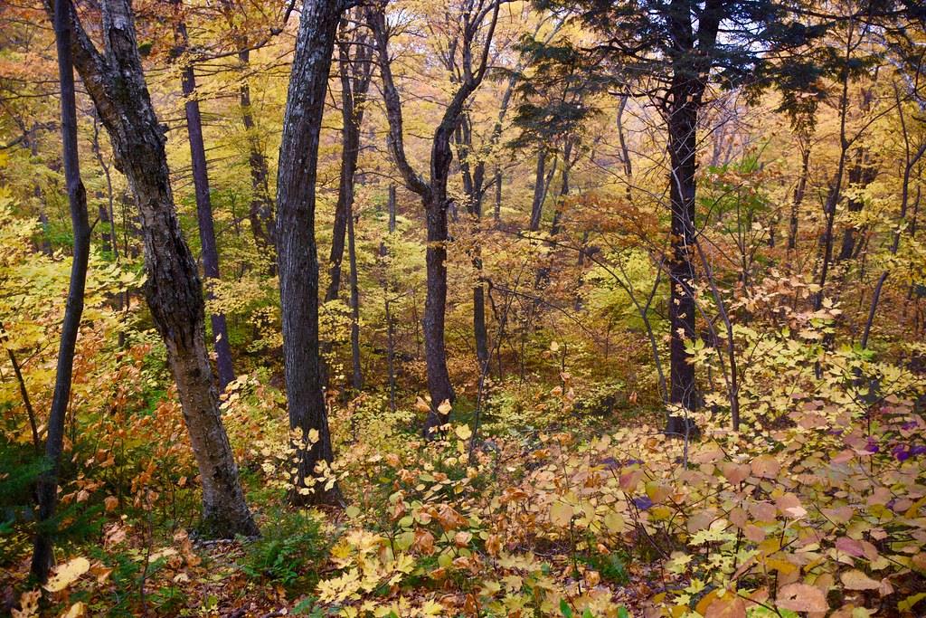 Batavia Kill Trail