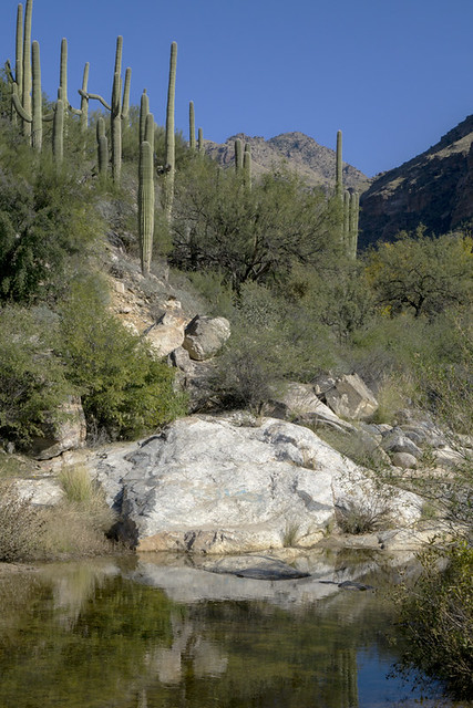 Saguaro cactus, rocks and creek in Sabino Canyon Recreation Area, Coronado National Forest, Arizona