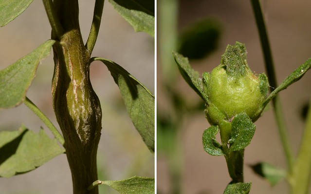 Two different galls on Coyote Bush (Baccharis pilularis, Asteraceae)