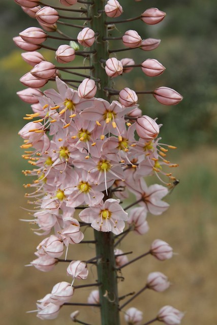 Eremurus aitchisonii (Asphodelaceae)