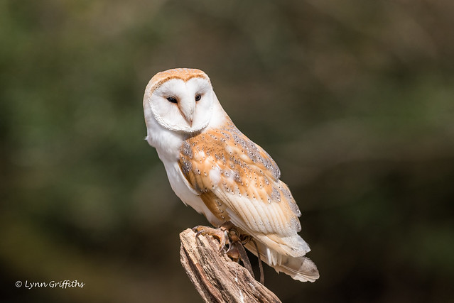 Barn Owl (Tyto alba) D75_4094.jpg