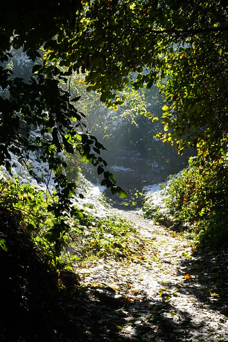 gruzja georgia sakartwelo caucasus kaukaz autumn sighnaghi kakheti bodbe monastery sun light tree