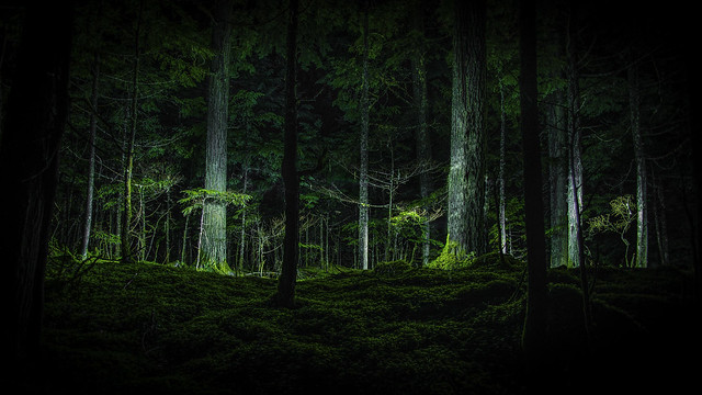 Night Forest
