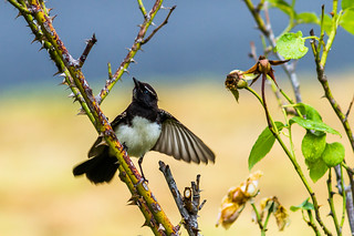 Willy Wagtail. | by robwill4