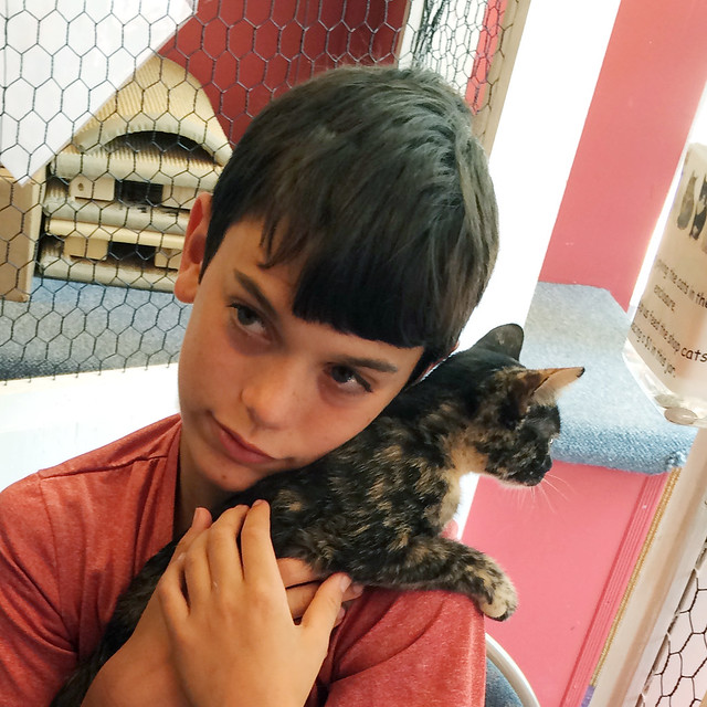 adopt a cat: zen and her boy