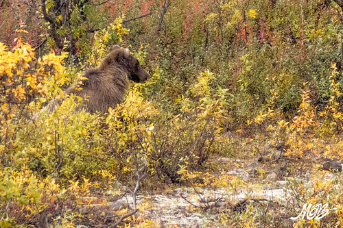 Bear, Denali NP, Alaska