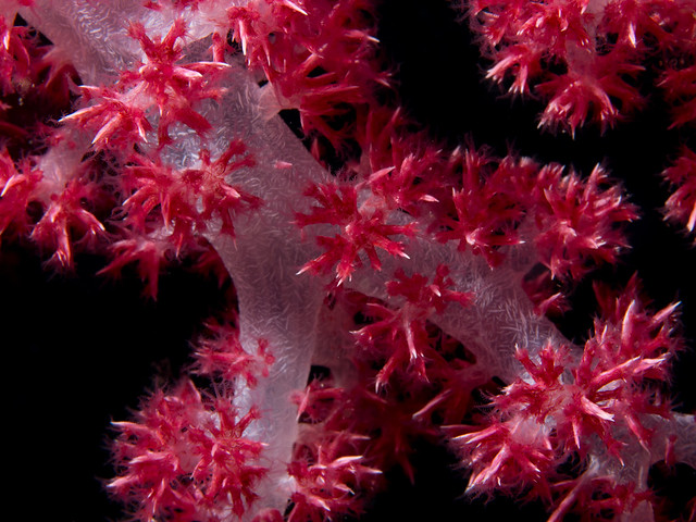 Dendronephthya coral