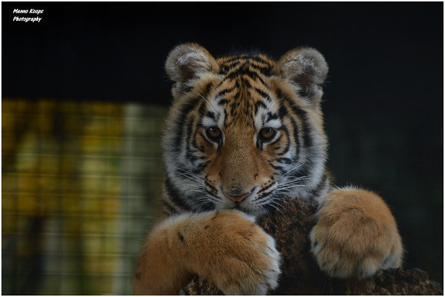 Young Siberian Tiger - Olmense Zoo