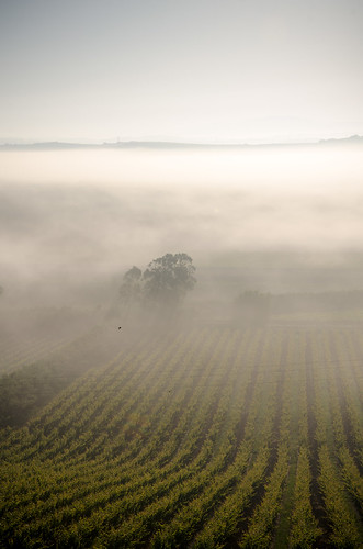 nevoeiro videiras neblina amanhecer torres vedras sao pedro cadeira portugal