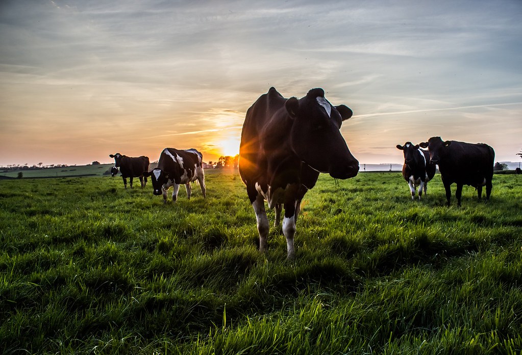 sunset with posing cow