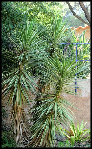yucca aloifolia - Yucca aloifolia 22170777915_d25304d871