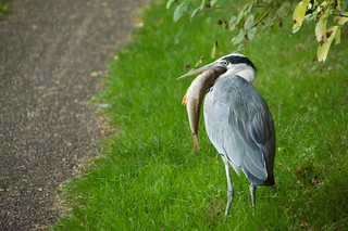 Grey Heron on the Grand Union Canal