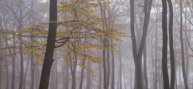 Misty Woods - Surrey